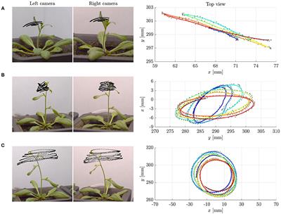 Nutations in Plant Shoots: Endogenous and Exogenous Factors in the Presence of Mechanical Deformations